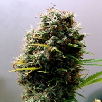 Kushadelic Feminised (Soma Seeds) Cannabis Seeds