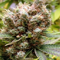 Somalicious Feminised (Soma Seeds) Cannabis Seeds