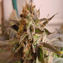 So G Kush Feminised (Soma Seeds) Cannabis Seeds