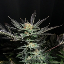 Lavender OG Feminised (Soma Seeds) Cannabis Seeds