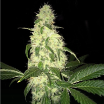 Afghaniberry (TH Seeds) Cannabis Seeds