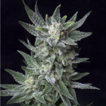 Automatic Bubble Gum (TH Seeds) Cannabis Seeds