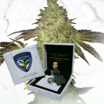 Birthday Cake x Birthday Cake (TH Seeds) Cannabis Seeds