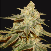 Birthday Cake x Strawbanana Cream (TH Seeds) Cannabis Seeds