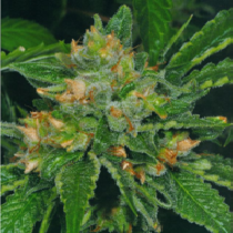Cold Creek Kush (TH Seeds) Cannabis Seeds