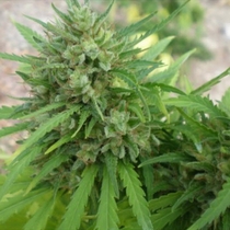 Copacabana SuperAuto (Flash Auto Seeds) Cannabis Seeds