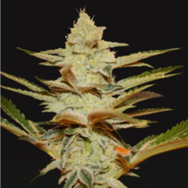Dosidos x Strawberry Cream (TH Seeds) Cannabis Seeds