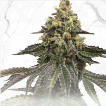 French Cookies x Birthday Cake (TH Seeds) Cannabis Seeds