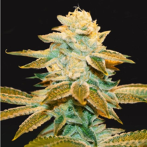 French Cookies x Strawbanana Cream (TH Seeds) Cannabis Seeds