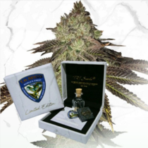 Gelato 33 x Birthday Cake X S.B.C (TH Seeds) Cannabis Seeds