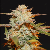 Gelato 33 x Strawbanana Cream (TH Seeds) Cannabis Seeds