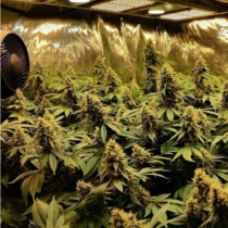 Kushage (TH Seeds) Cannabis Seeds