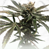 Purple Tangie x Birthday Cake (TH Seeds) Cannabis Seeds