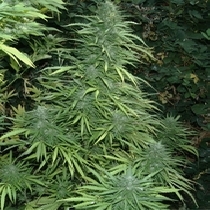 Cristal Fruity Kush (Flash Auto Seeds) Cannabis Seeds