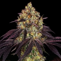 Stracciatella (TH Seeds) Cannabis Seeds