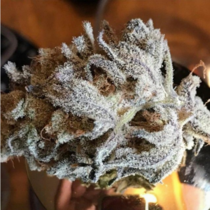 Zorro Massive Creations x (TH Seeds) Cannabis Seeds
