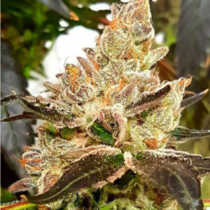 Lemonaid Sherbert (Dank Genetics Seeds) Cannabis Seeds