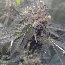 Dank Sherbert (Dank Genetics Seeds) Cannabis Seeds