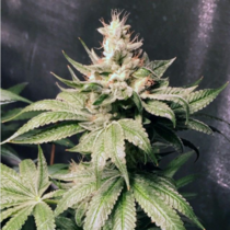 Atomic Sour (Dank Genetics Seeds) Cannabis Seeds