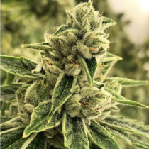 Drama (Rare Dankness Seeds) Cannabis Seeds
