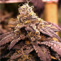 Rare Darkness (Rare Dankness Seeds) Cannabis Seeds