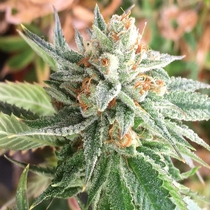 Chem Jong-Un (Dark Horse Genetics) Cannabis Seeds