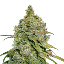 Do Si Dos (Seedstockers Seeds) Cannabis Seeds
