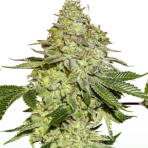 Sherbet (Seedstockers Seeds) Cannabis Seeds