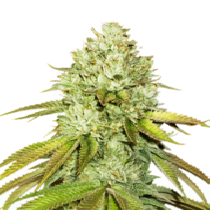 Pineapple (Seedstockers Seeds) Cannabis Seeds