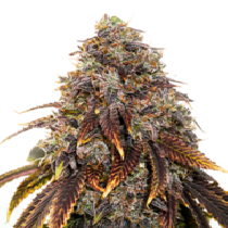 Gelato 41 (Seedstockers Seeds) Cannabis Seeds