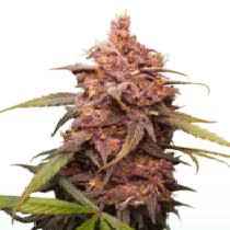 Purple Punch (Seedstockers Seeds) Cannabis Seeds