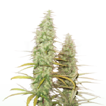 Santa Marta Haze (Seedstockers Seeds)DAILYDEAL Cannabis Seeds