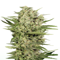 Cheese (Seedstockers) Cannabis Seeds