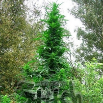 Doctor Shiva SuperAuto By Stitch (Flash Auto Seeds) Cannabis Seeds