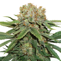 Thin Mint Crack (Seedstockers Seeds) Cannabis Seeds