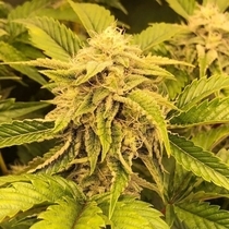 Ice Cream Zundae (Dark Horse Genetics Seeds) Cannabis Seeds