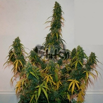 Formula One Auto (Flash Auto Seeds) Cannabis Seeds