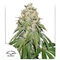 Banana Blaze Feminised (Dutch Passion Seeds) Cannabis Seeds