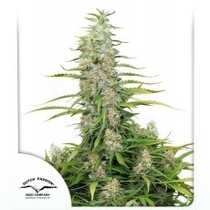 C-Vibez (Dutch Passion Seeds) Cannabis Seeds