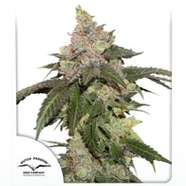 Kerosene Krash (Dutch Passion Seeds) Cannabis Seeds