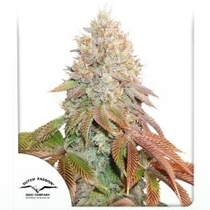 Auto Banana Blaze (Dutch Passion Seeds) Cannabis Seeds