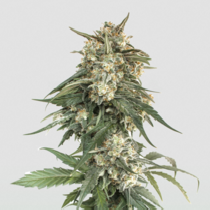 BCN Critical XXL Fast (Seedstockers Seeds) Cannabis Seeds