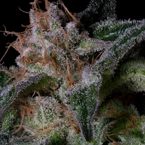 Banana Punch (Big Head Seeds) Cannabis Seeds