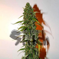 Formula One Auto (Flash Auto Seeds) Cannabis Seeds
