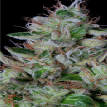 Dos-Gelato (Big Head Seeds) Cannabis Seeds
