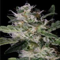 Platinum Cookies (Big Head Seeds) Cannabis Seeds