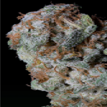 Sherbert Glue (Big Head Seeds) Cannabis Seeds