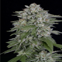 Skywalka Cookies (Big Head Seeds) Cannabis Seeds