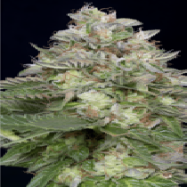 Do-Si-Dos (Big Head Seeds) Cannabis Seeds