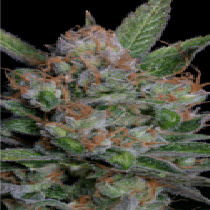 Sour Diesel (Big Head Seeds) Cannabis Seeds